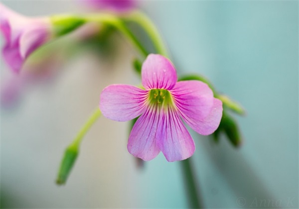 世界最好听好看网名