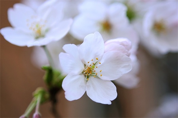 好听的网名带笙