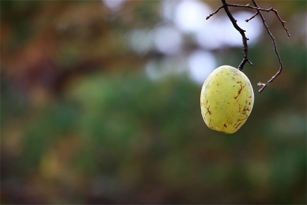 带有峰字的好听网名