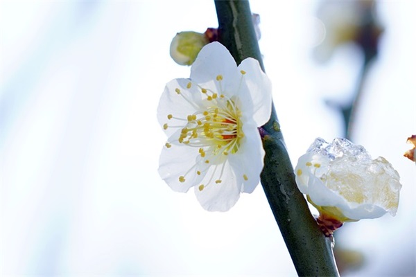 好听的7字古诗网名