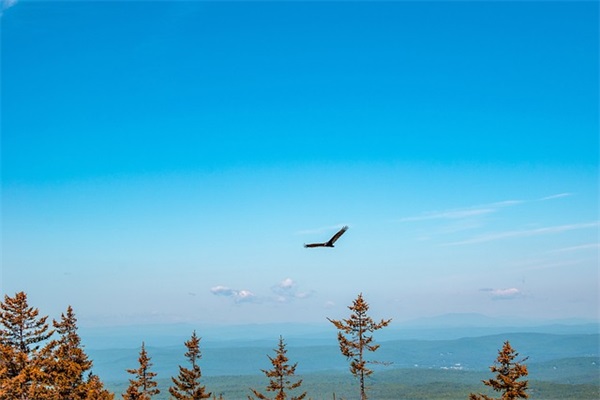 带有森最好听的网名