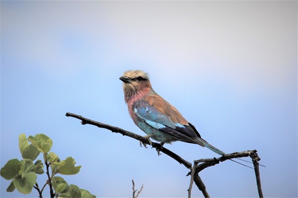 女生好听的英文网名