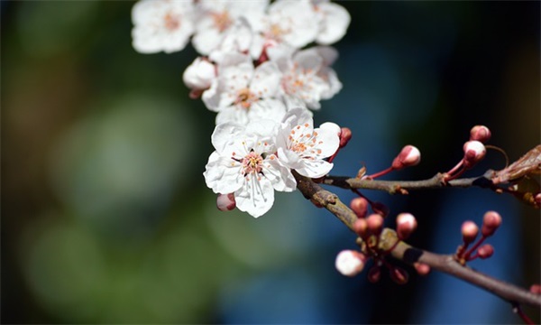 蜘蛛好听的网名