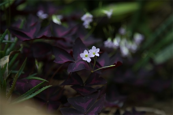 喝茶网名高级好听男生