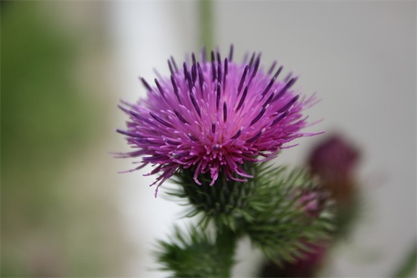 取个文雅网名好听一点