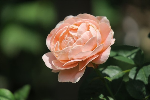 网名起什么英文好听