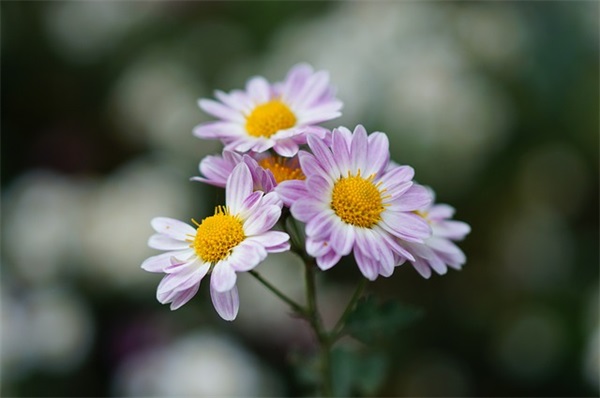 好听网名带鱼女生名字