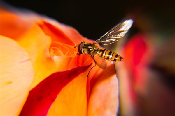 带鹿字好听的网名