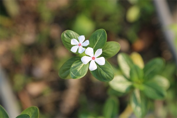 求好听的丐太网名