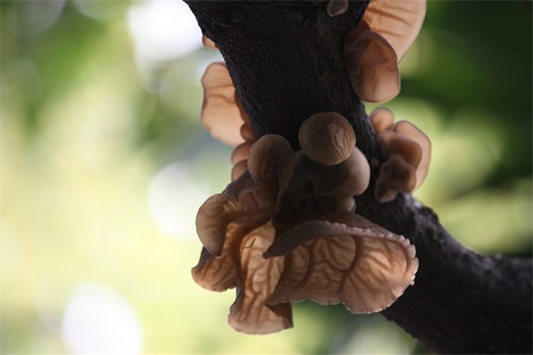 好听的qq网名 藏文