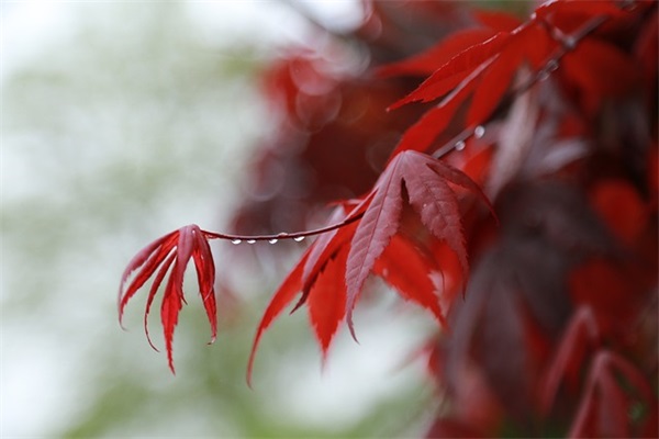 男生英文网名好听的