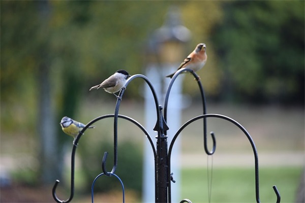 好听又深情的网名