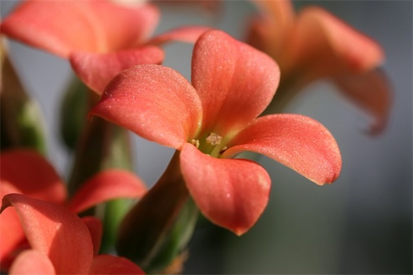 好听的网名少女