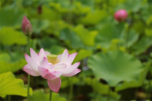 名和姓好听的网名