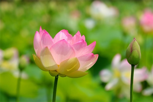 最好听的佛语网名