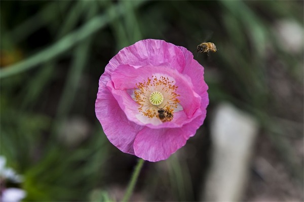 好听的三字名字女网名