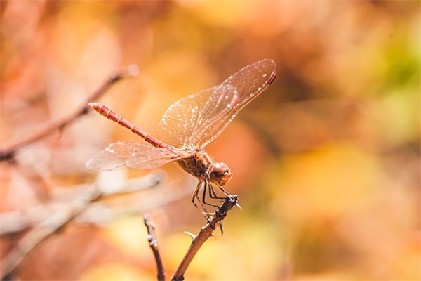 好听的网名和头像一起