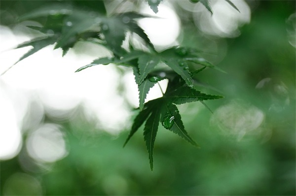 大家族的好听网名