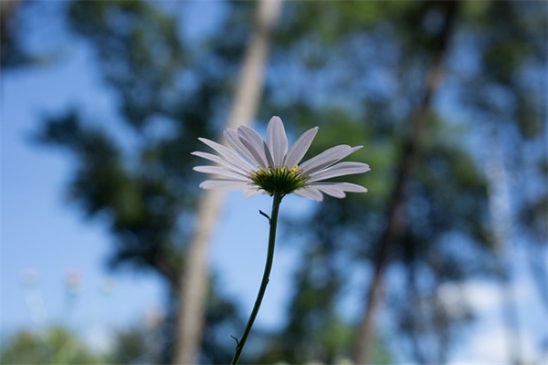 董字叫什么网名好听