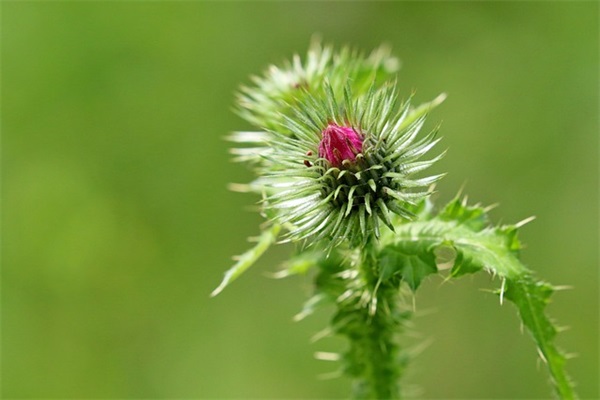 好听的带如字的网名