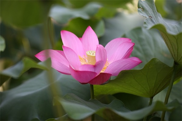 阿凤英文好听的网名