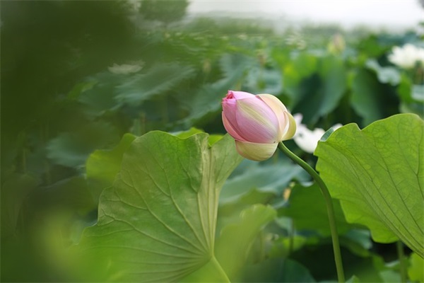 好听的简短女生网名