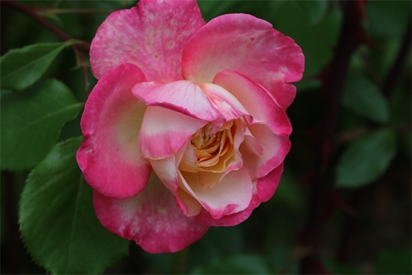 带元字的好听网名