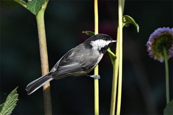 用一个什么网名好听