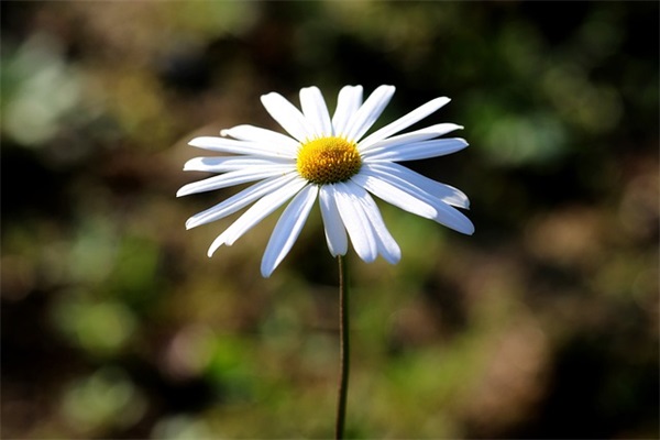 好听的女生森系网名