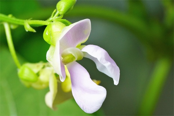 lol好听的英文网名