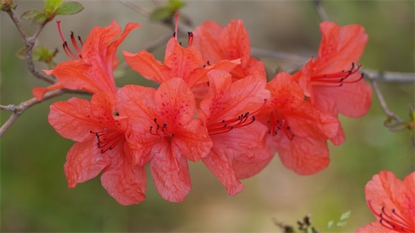 有关梦幻的句子82句