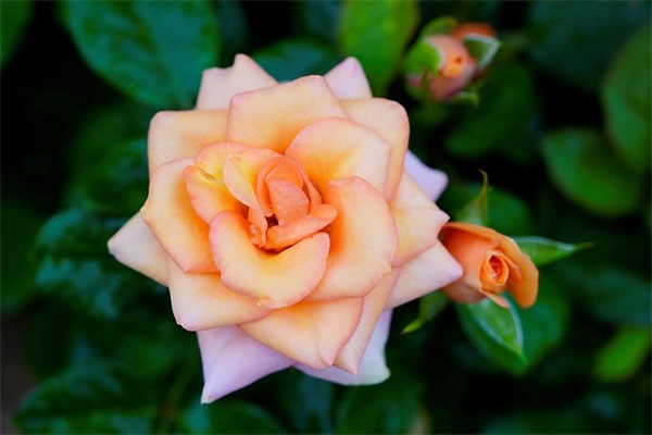 深情的句子91句