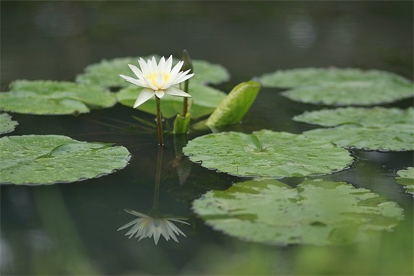《长干行》古诗原文