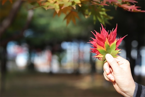 《蝉》古诗 原文朗读