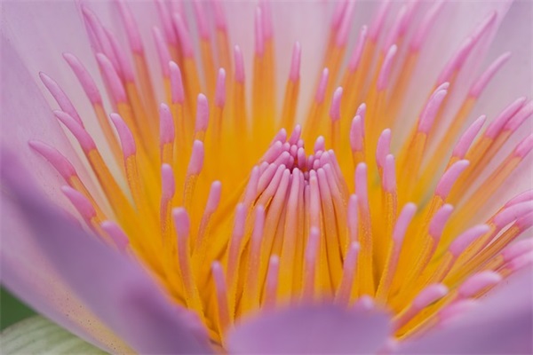 望洞庭古诗原文