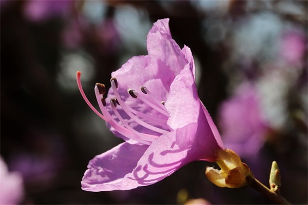 古诗梅花翻成原文