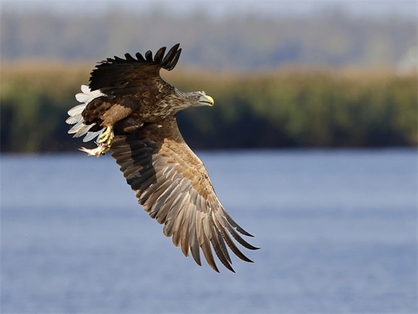 谈爱李白古诗原文