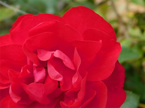 游园不值古诗原文