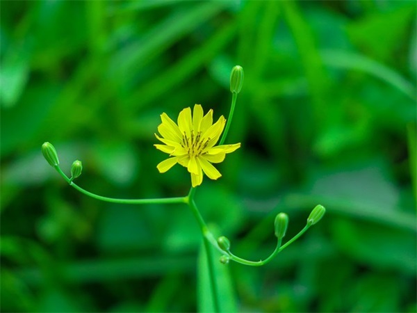 梅香古韵，诗意流芳。