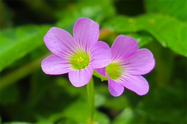 墨梅古诗原文正版