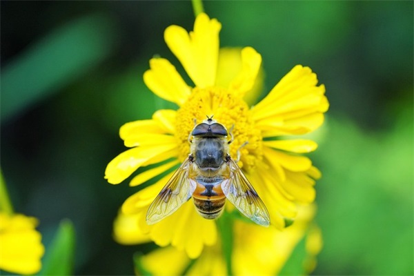 江南可采莲古诗原文