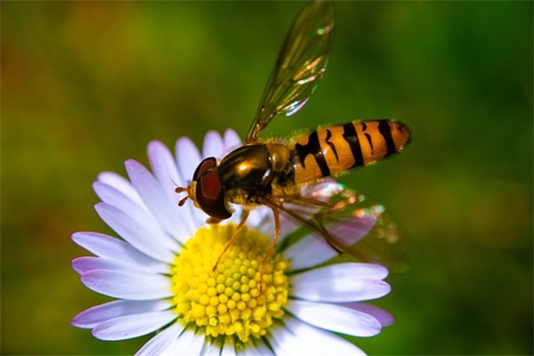 古诗蝉原文带拼音