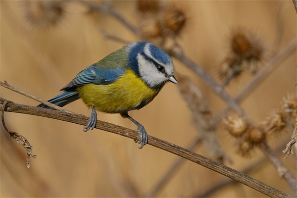 寻隐者不遇古诗原文