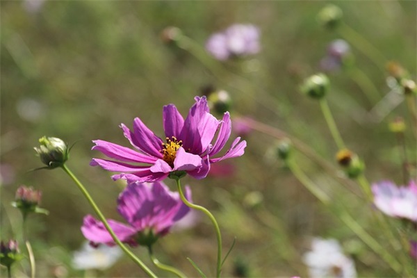 简短古诗原文及翻译