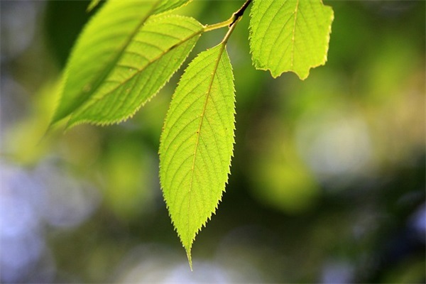 适合护士发的朋友圈 国际护士节祝福语短句大全