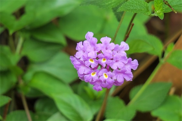 三八妇女节的简短祝福贺词句子 2025年三八妇女节祝福语