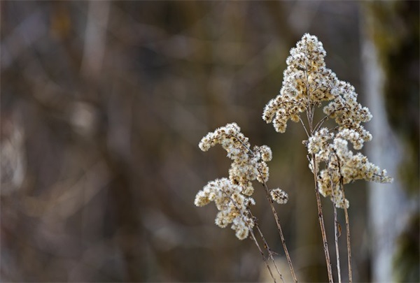 过年发的祝福短信