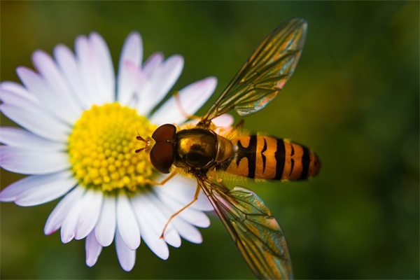 端午节给领导的祝福语