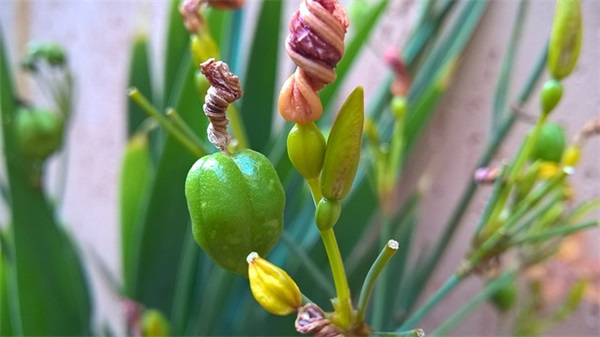 母亲节祝福语短信68句