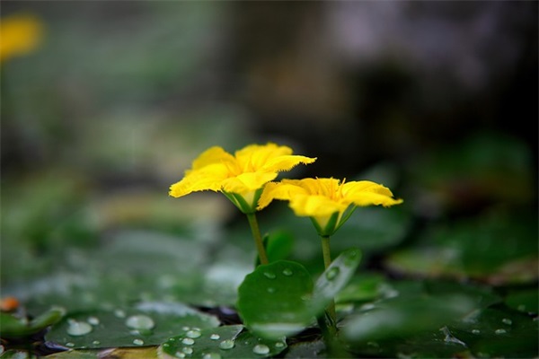 友情类诗句83句